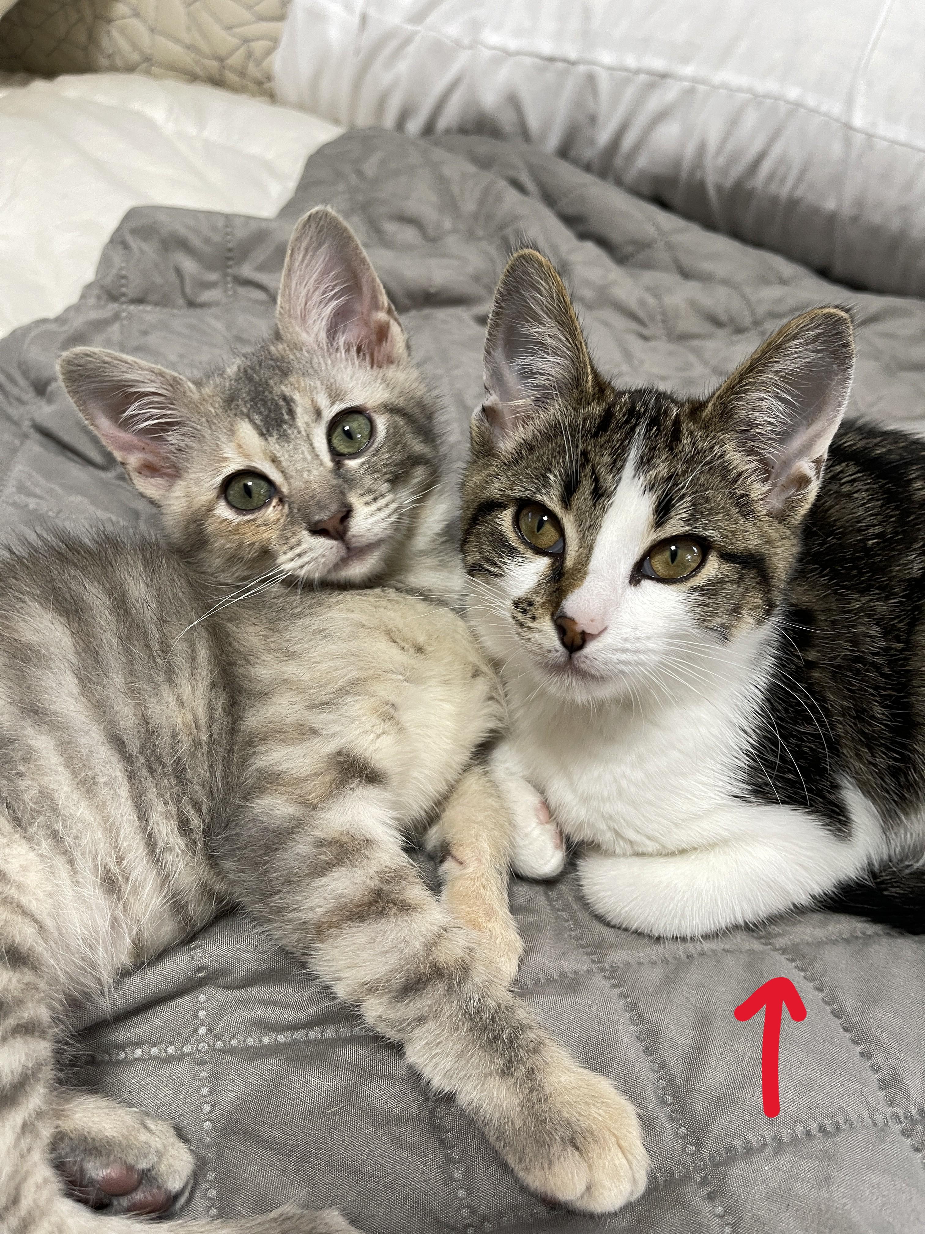 Enlarge Cookie (on the right), a ADOPTABLE mixed breed in Overland Park, KS image 1/4