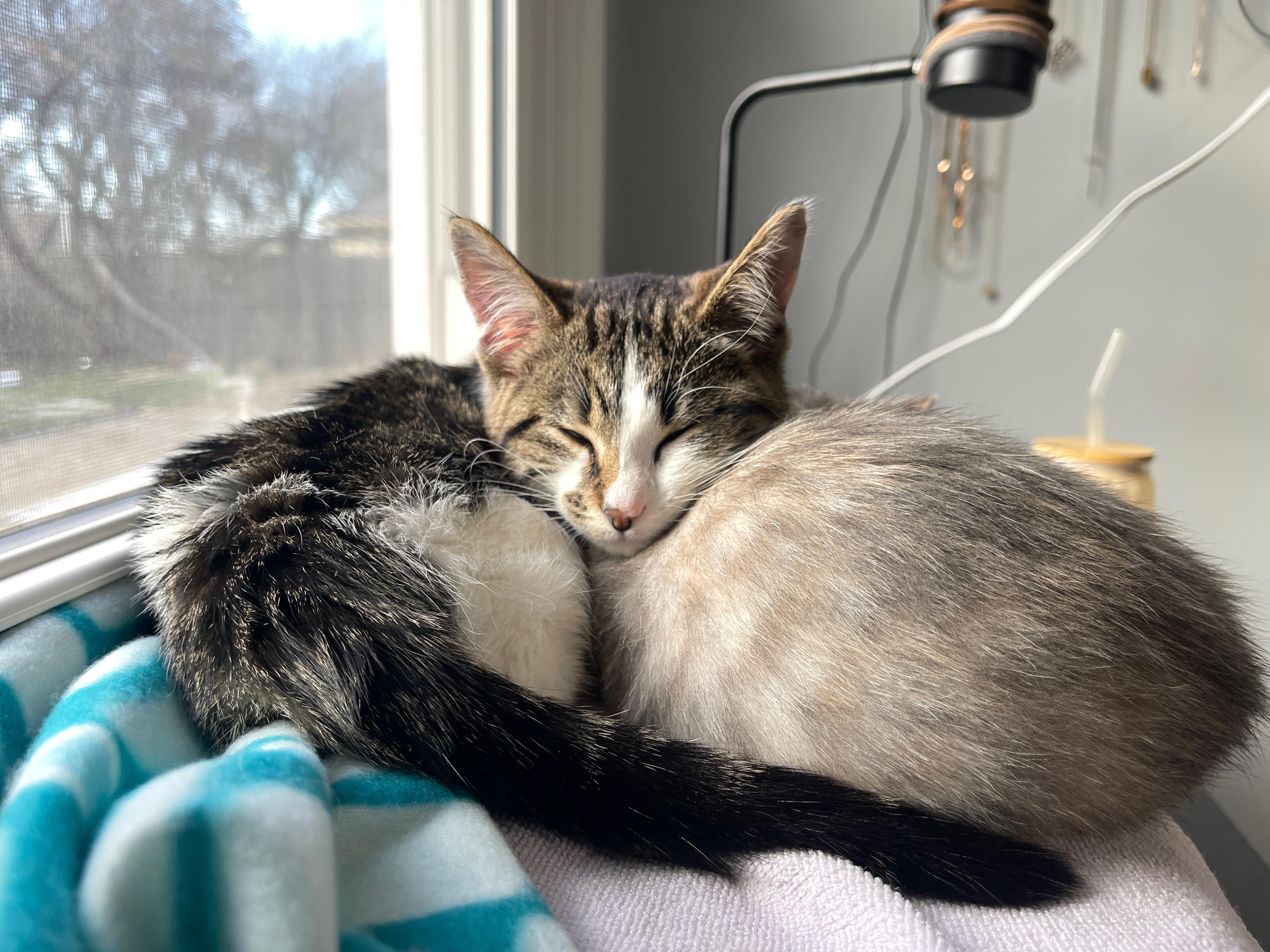Enlarge Cookie (on the right), a ADOPTABLE mixed breed in Overland Park, KS image 3/4