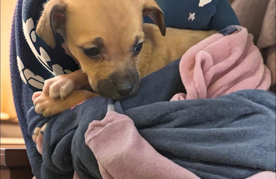 Lollipop, an adopted mixed breed in Woodbury, NJ image 3/3