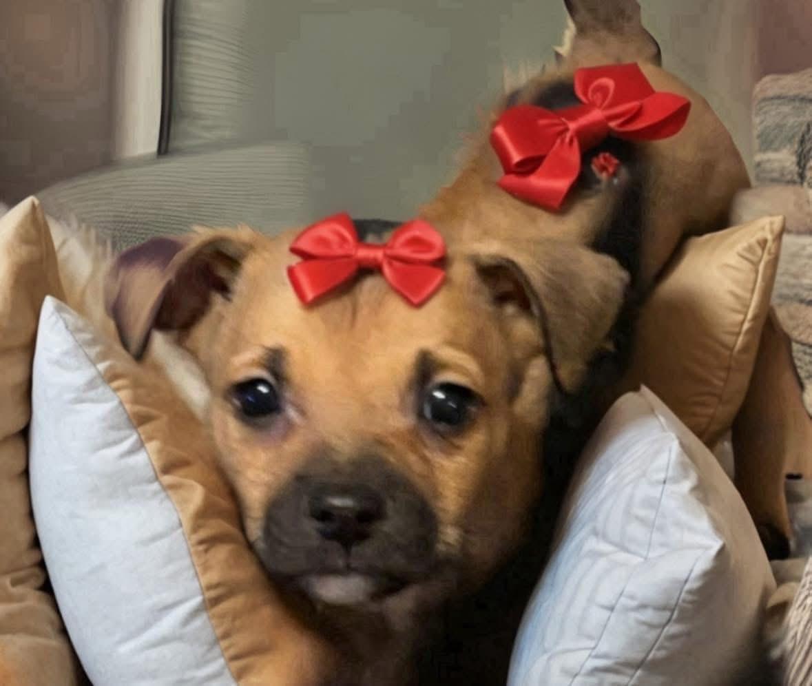 Lollipop, an adopted mixed breed in Woodbury, NJ image 2/3