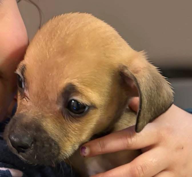 Lollipop, adopted, Puppy Female Chihuahua.