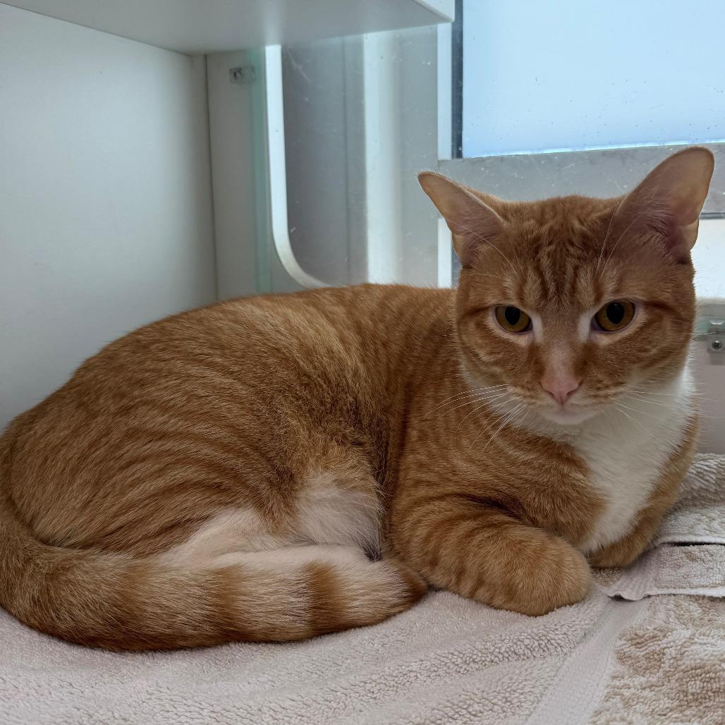 Pinkus, Adoptable, Young Male Domestic Short Hair.