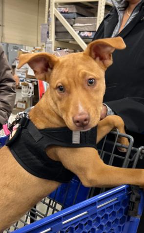 Lola, Adoptable, Young Female Pit Bull Terrier.