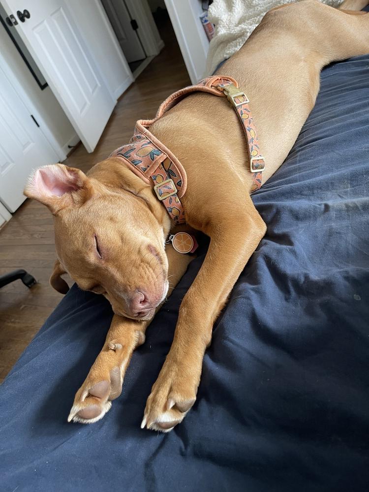 Enlarge Lola, a Adoptable mixed breed in Washington, DC image 2/6