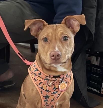Enlarge Lola, a Adoptable mixed breed in Washington, DC image 3/6