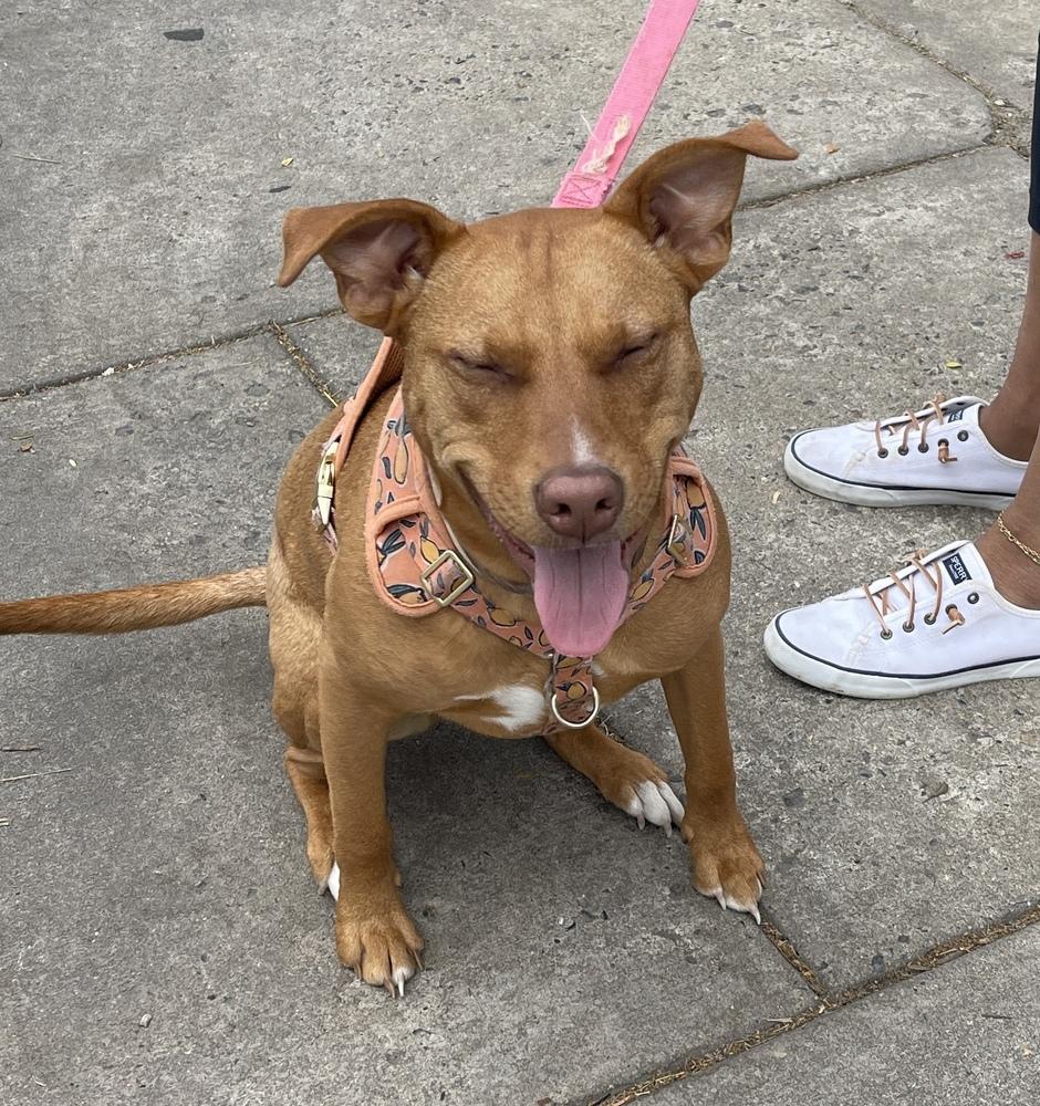 Enlarge Lola, a Adoptable mixed breed in Washington, DC image 4/6