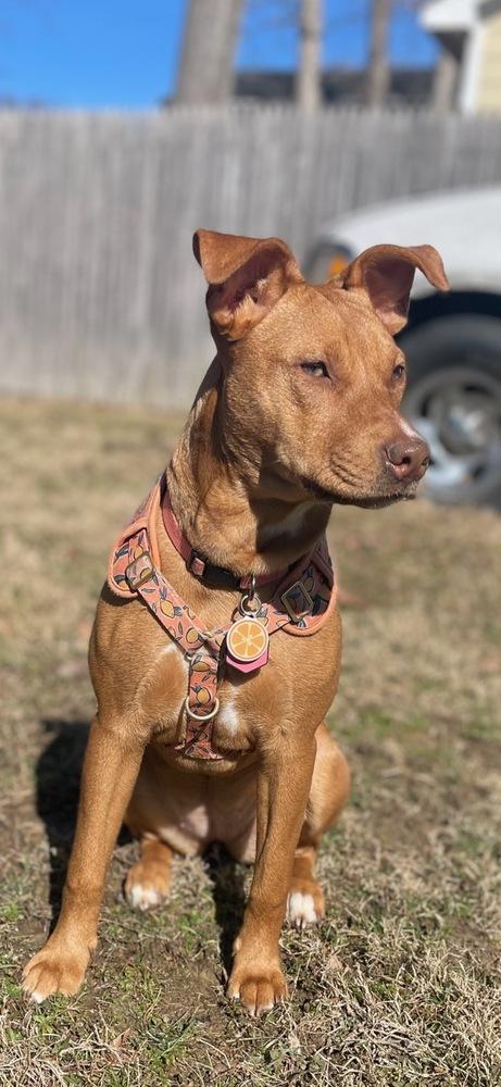 Enlarge Lola, a Adoptable mixed breed in Washington, DC image 5/6