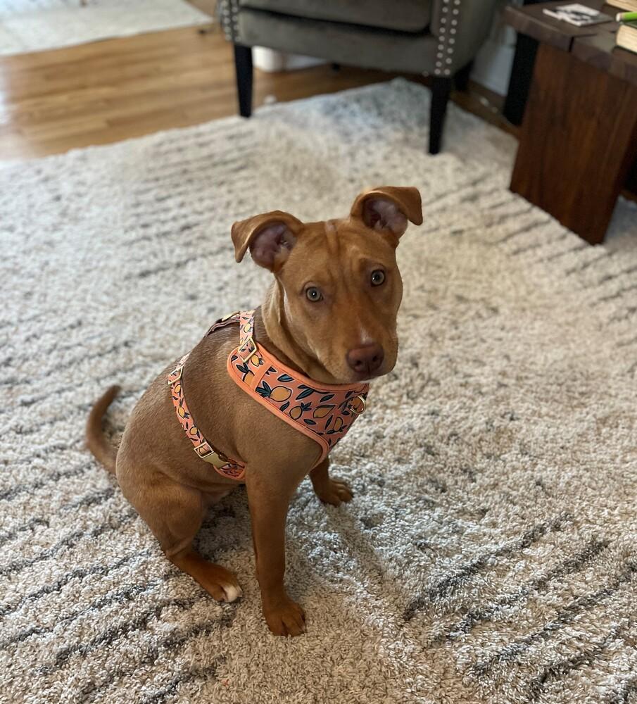 Enlarge Lola, a Adoptable mixed breed in Washington, DC image 6/6