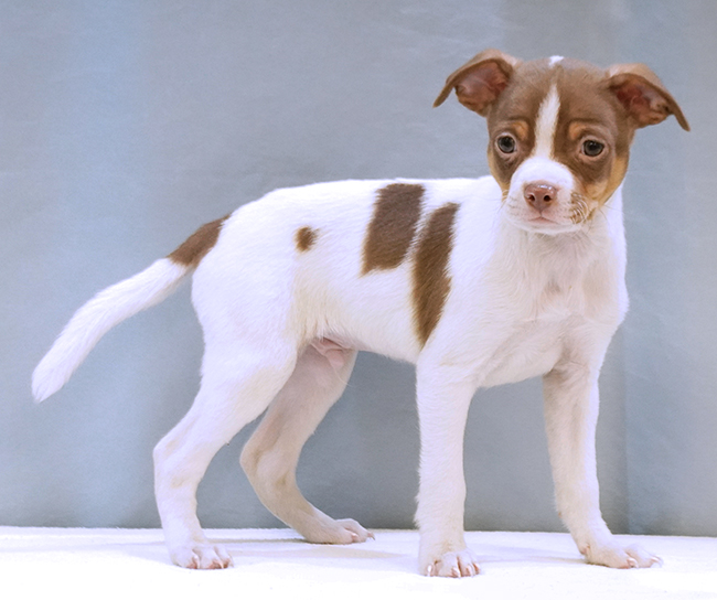 Dog for adoption Norton, a Chihuahua & Jack Russell Terrier Mix in