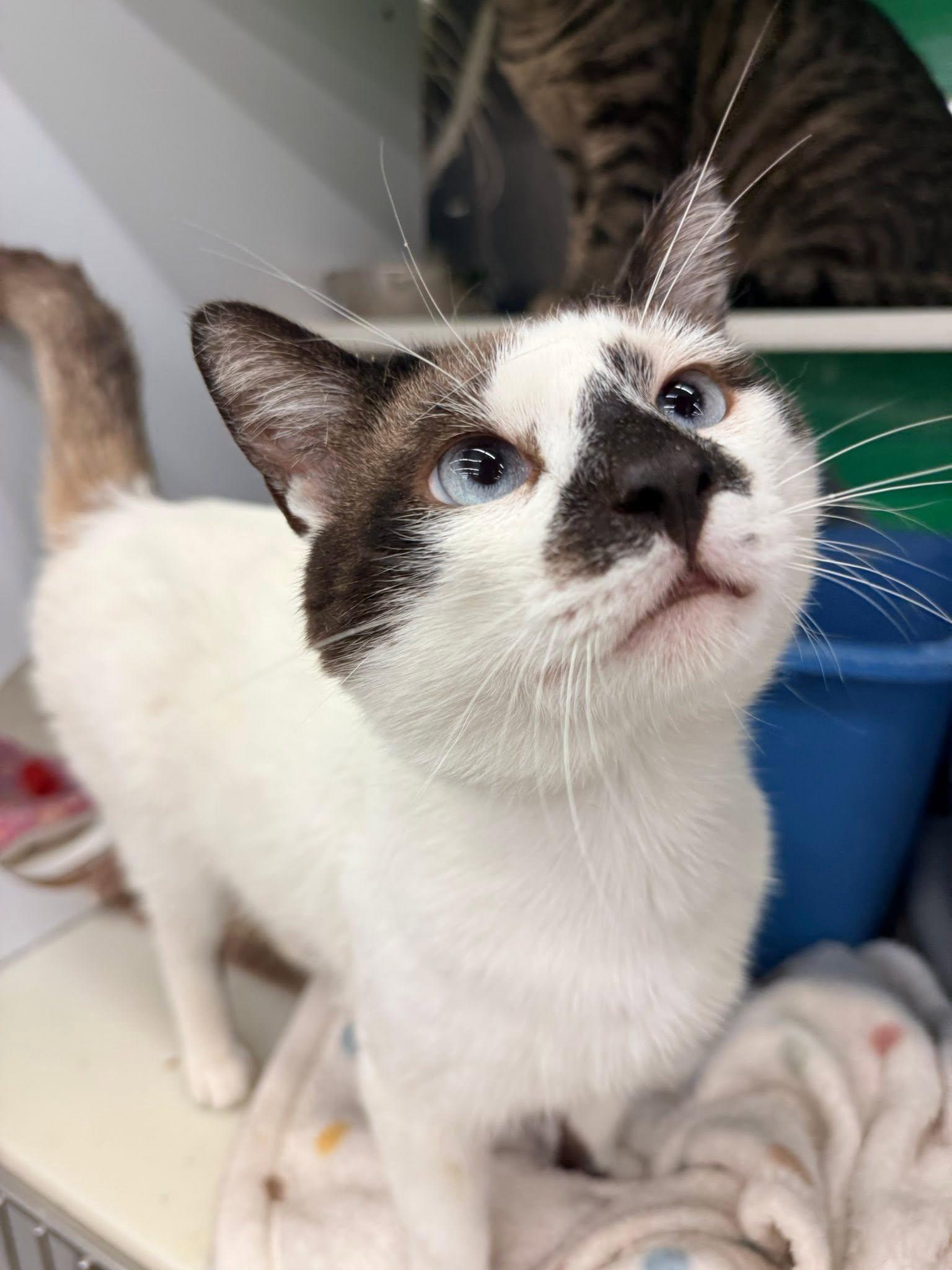 Carter, adopted, Young Male Snowshoe & Siamese.
