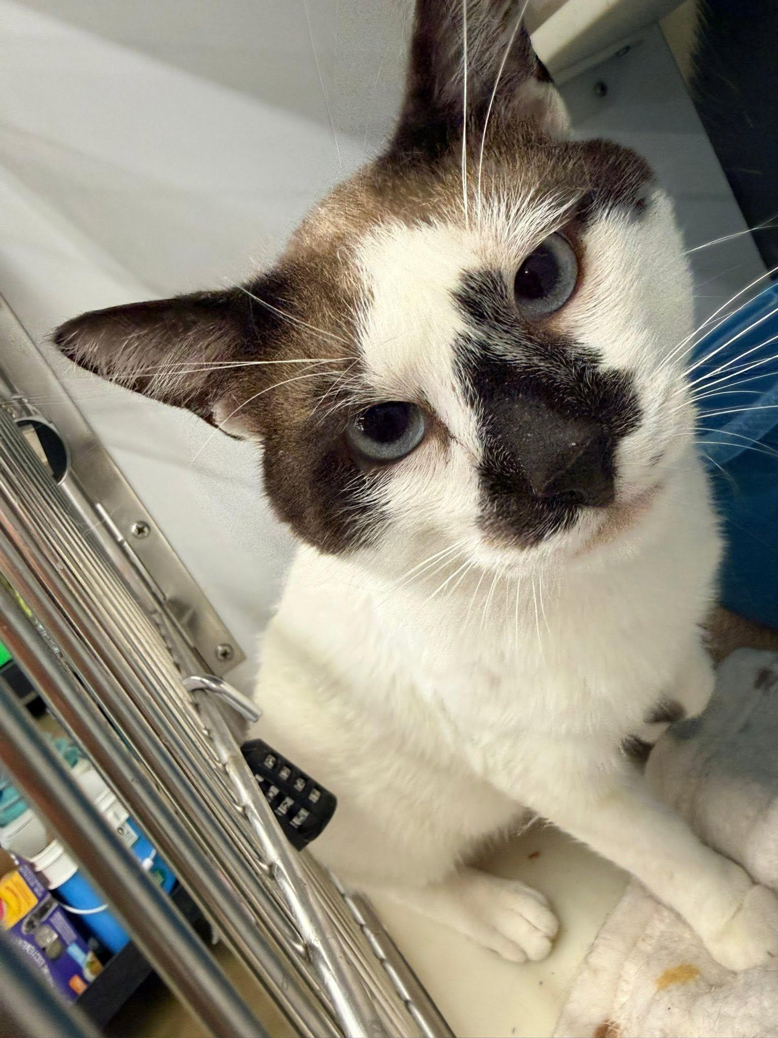 Enlarge Carter, an adopted mixed breed in Cleveland, OH image 2/4