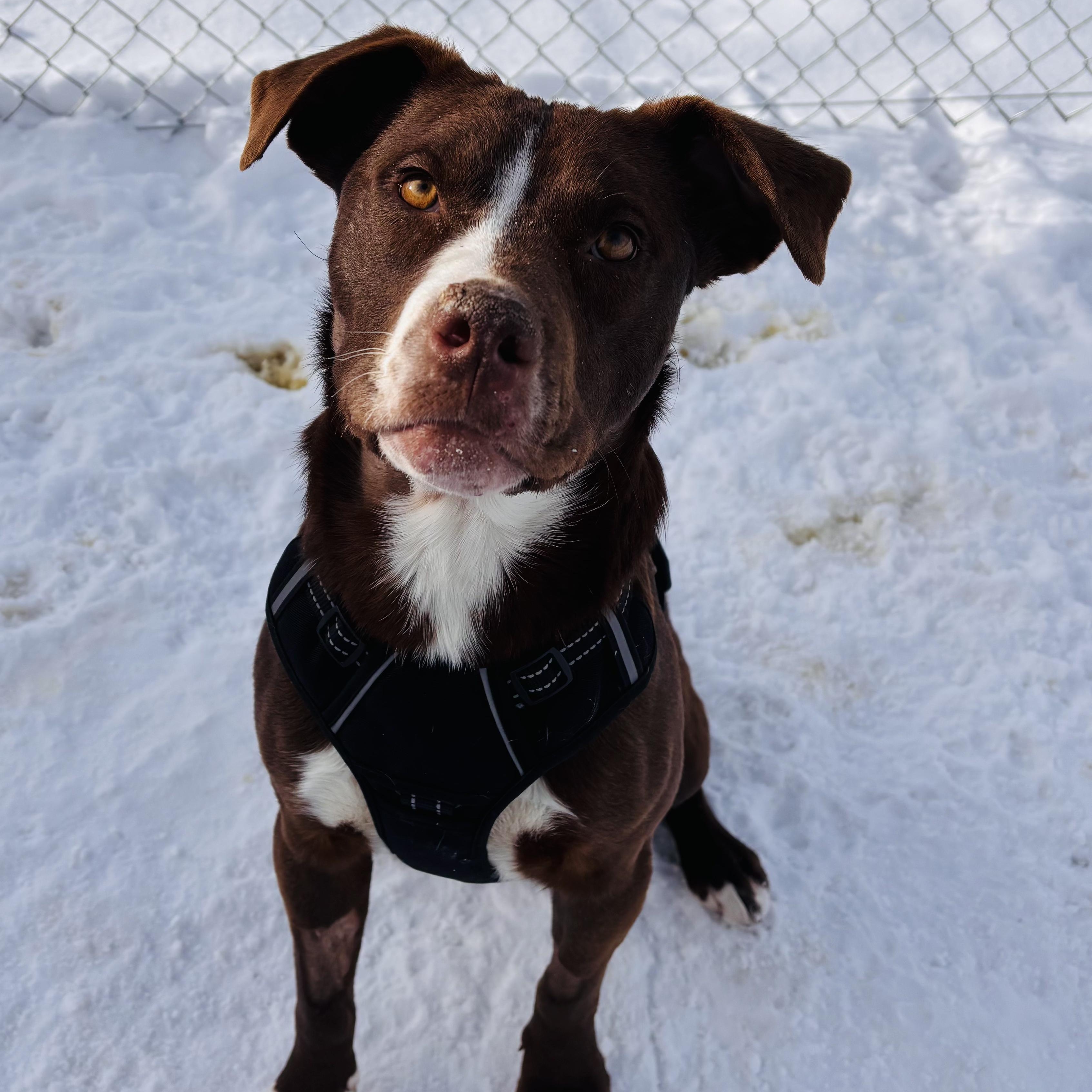 Cactus, adopted, Adult Male Pit Bull Terrier.