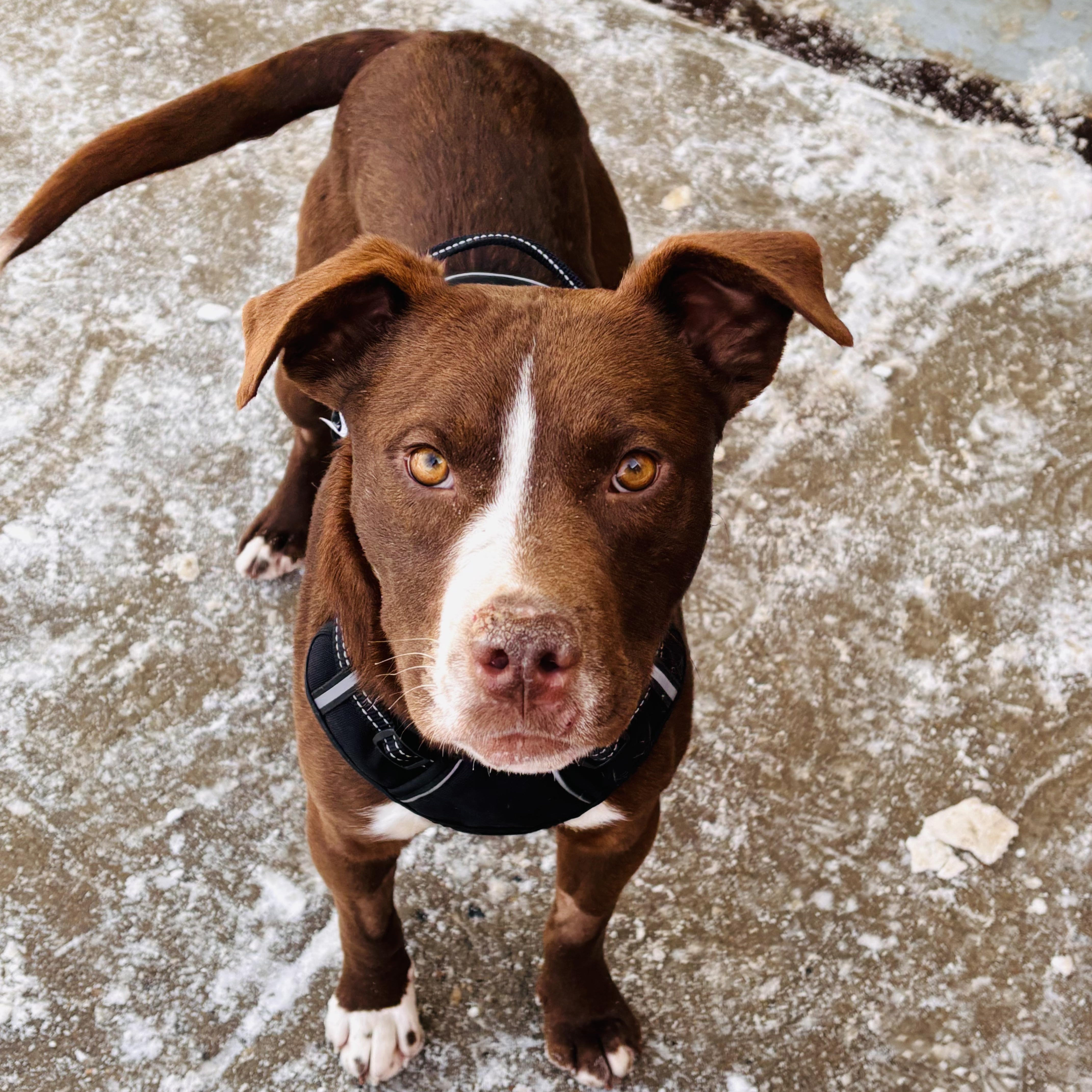 Enlarge Cactus, an adopted mixed breed in Edmonton, AB image 3/3