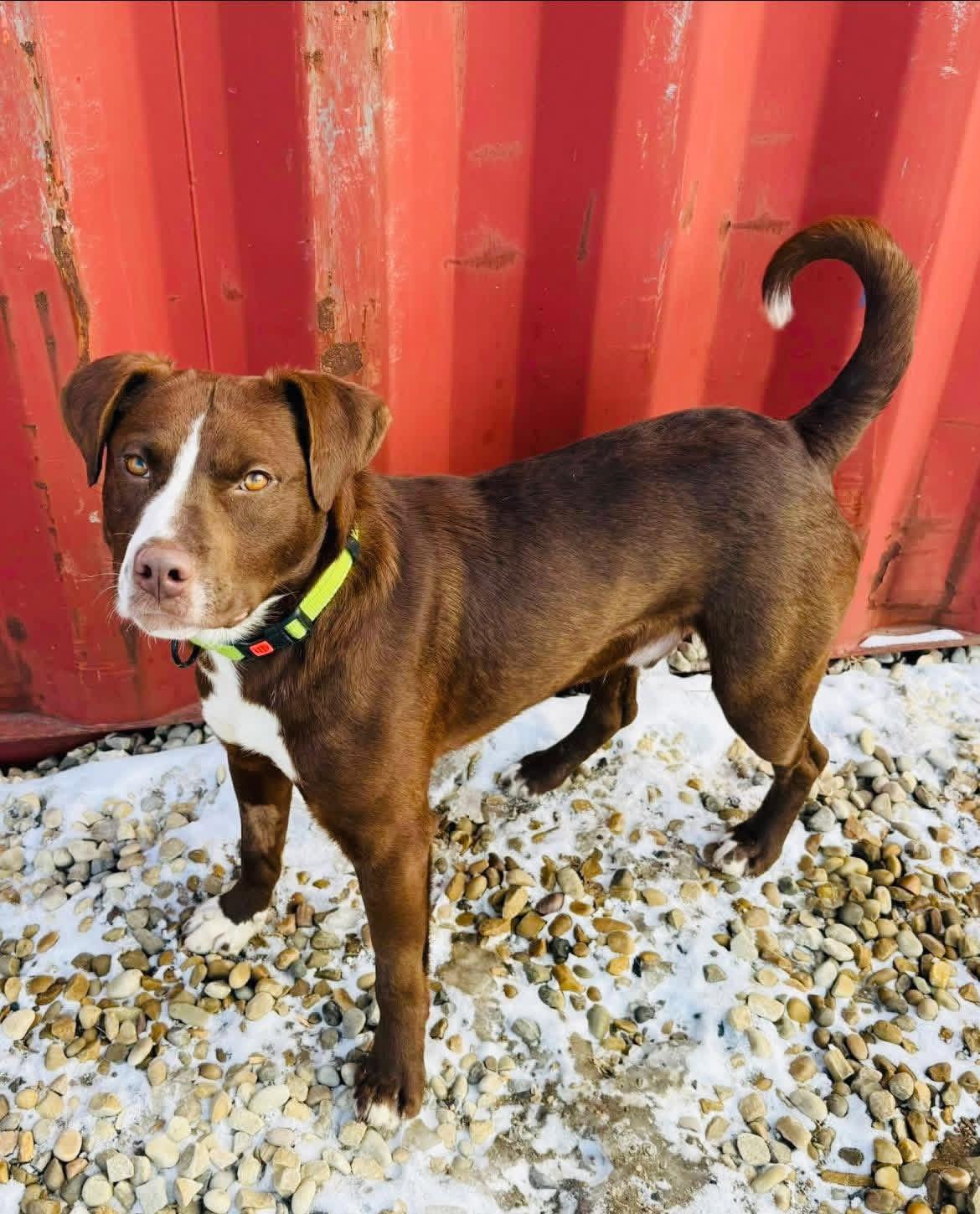 Enlarge Cactus, an adopted mixed breed in Edmonton, AB image 2/3