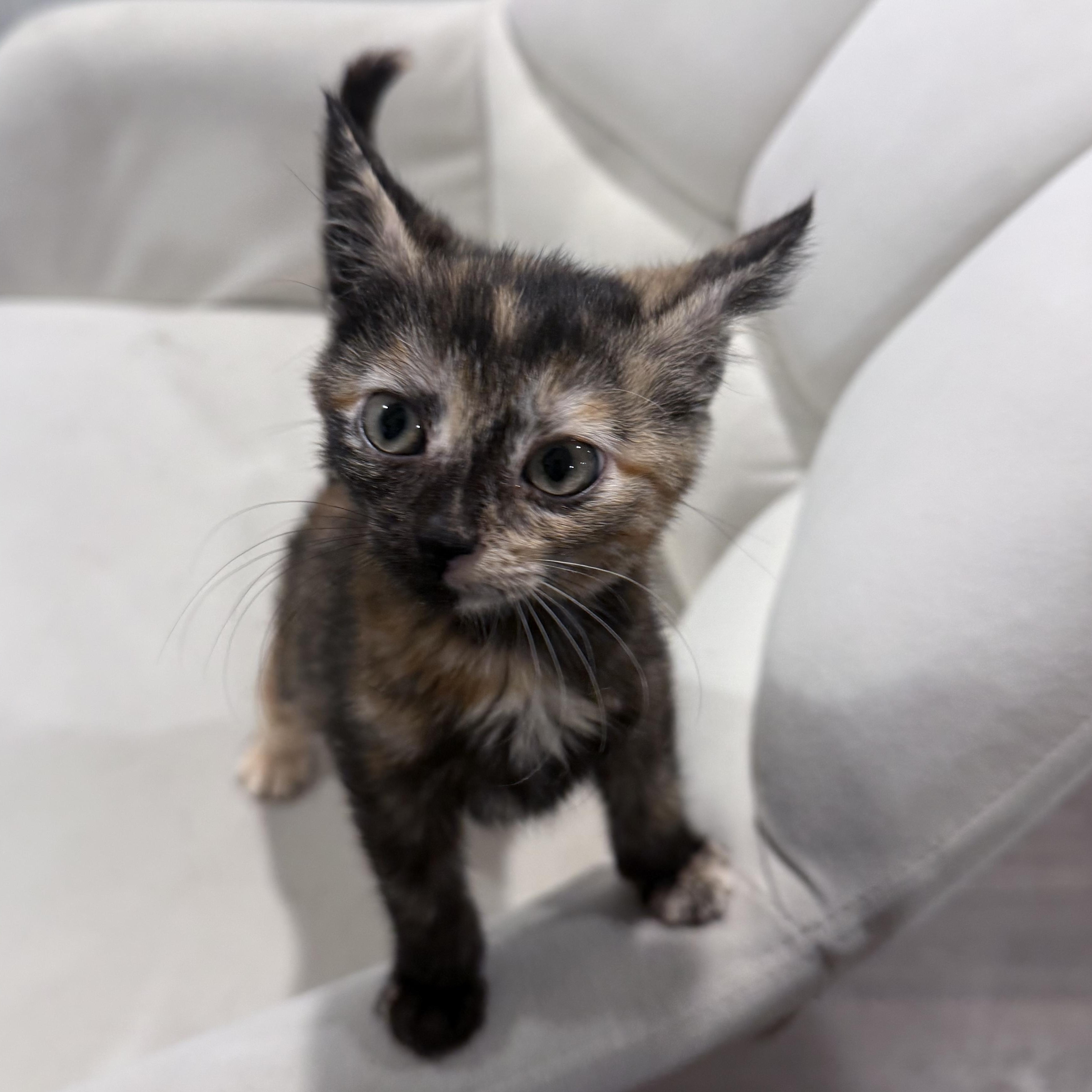 Odette, adopted, Kitten Female Domestic Short Hair & Tortoiseshell.