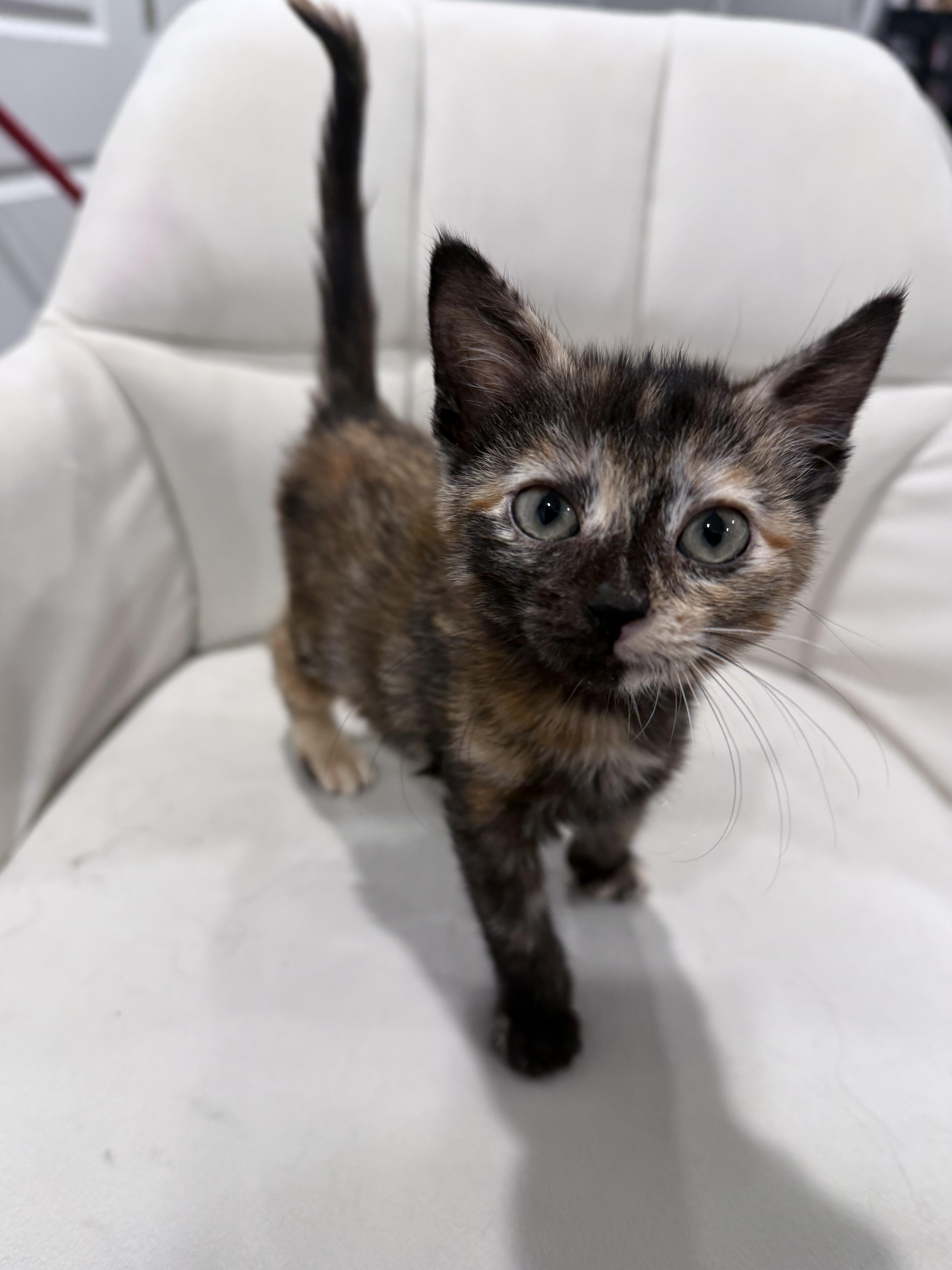 Odette, an adopted mixed breed in Midvale, UT image 3/3