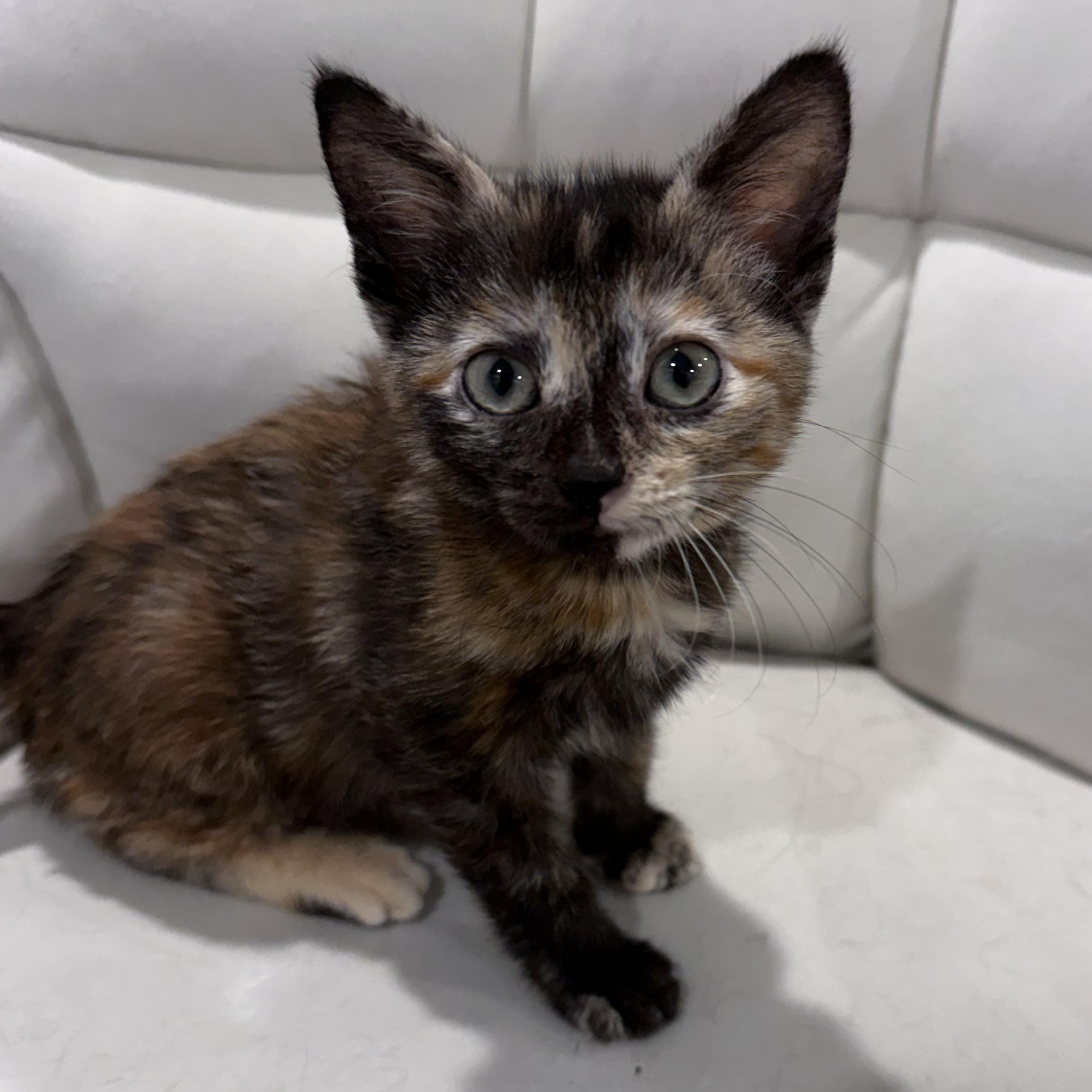 Odette, an adopted mixed breed in Midvale, UT image 2/3