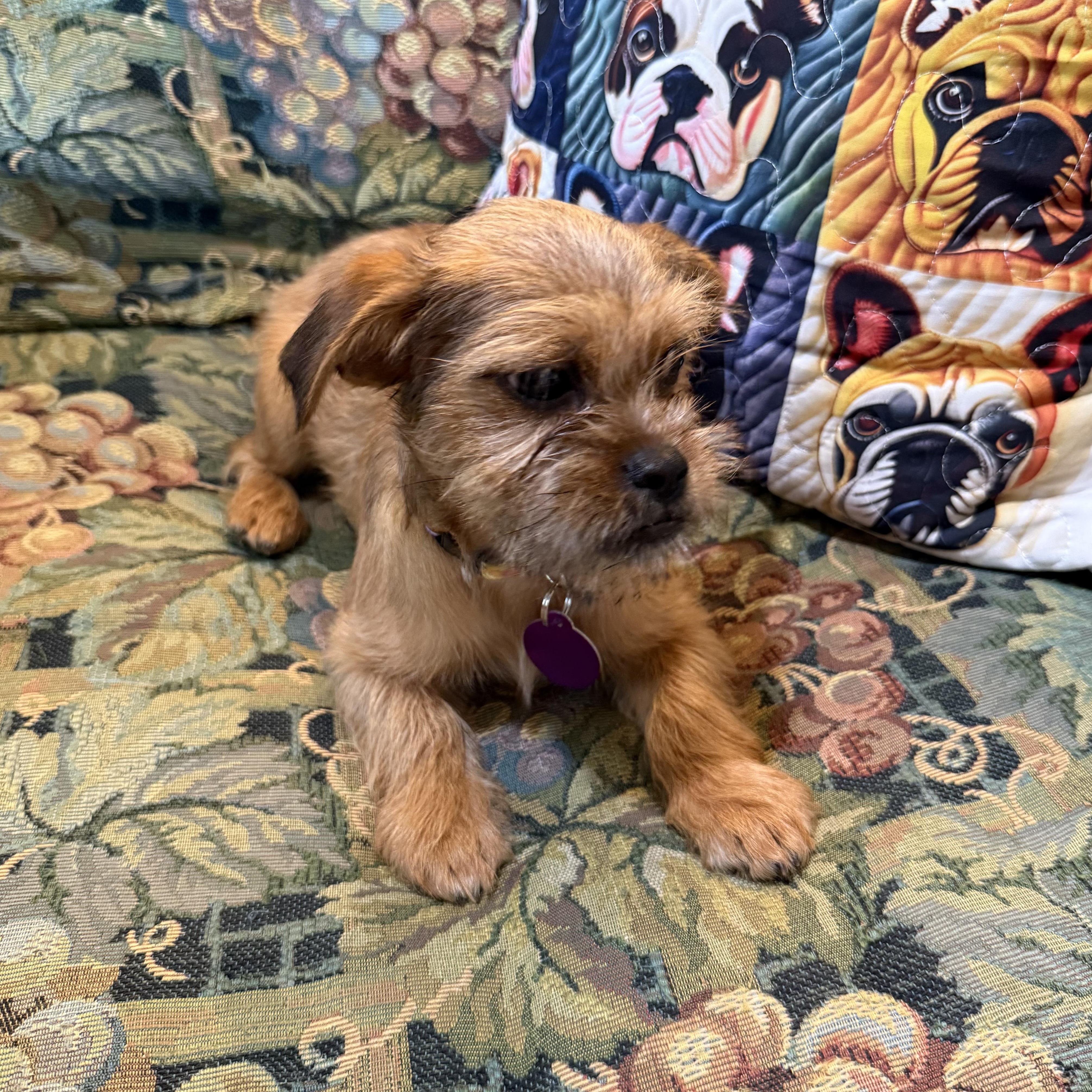 Patti, adopted, Puppy Female Shih Tzu & Chihuahua.