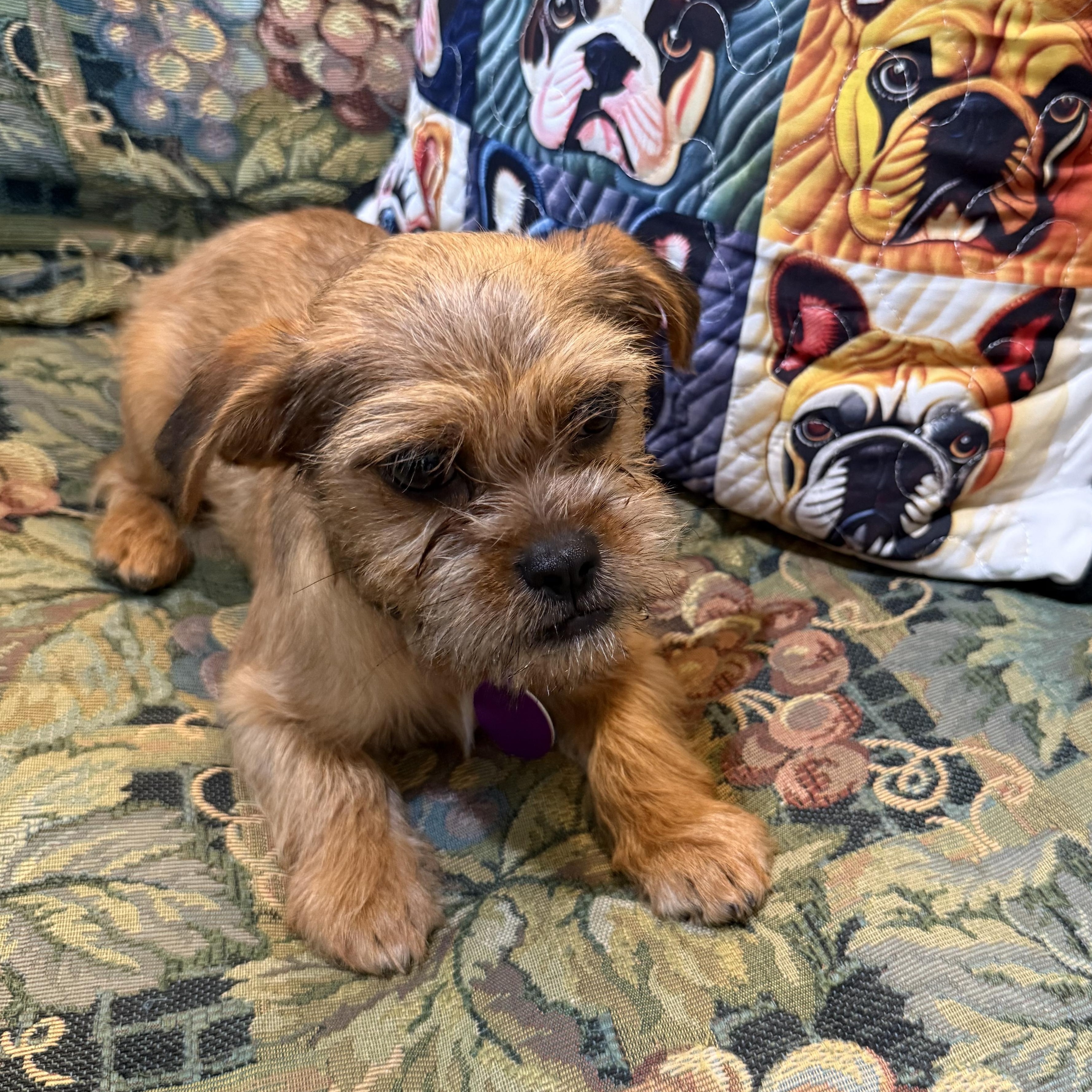 Enlarge Patti, an adopted mixed breed in Greensboro, NC image 2/2