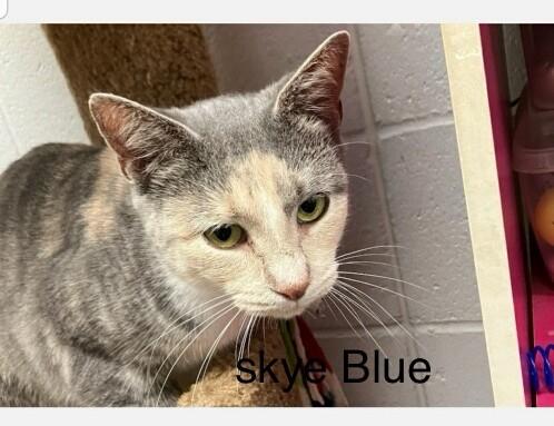 Enlarge Skye Blue, a Adopted Domestic Short Hair in Manchester, CT image 1/2
