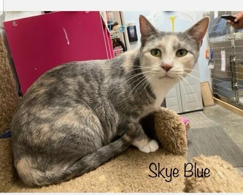 Enlarge Skye Blue, a Adopted Domestic Short Hair in Manchester, CT image 2/2