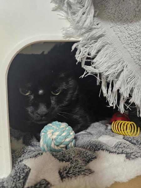 Buddha, a Adoptable mixed breed in Kennewick, WA image 2/2