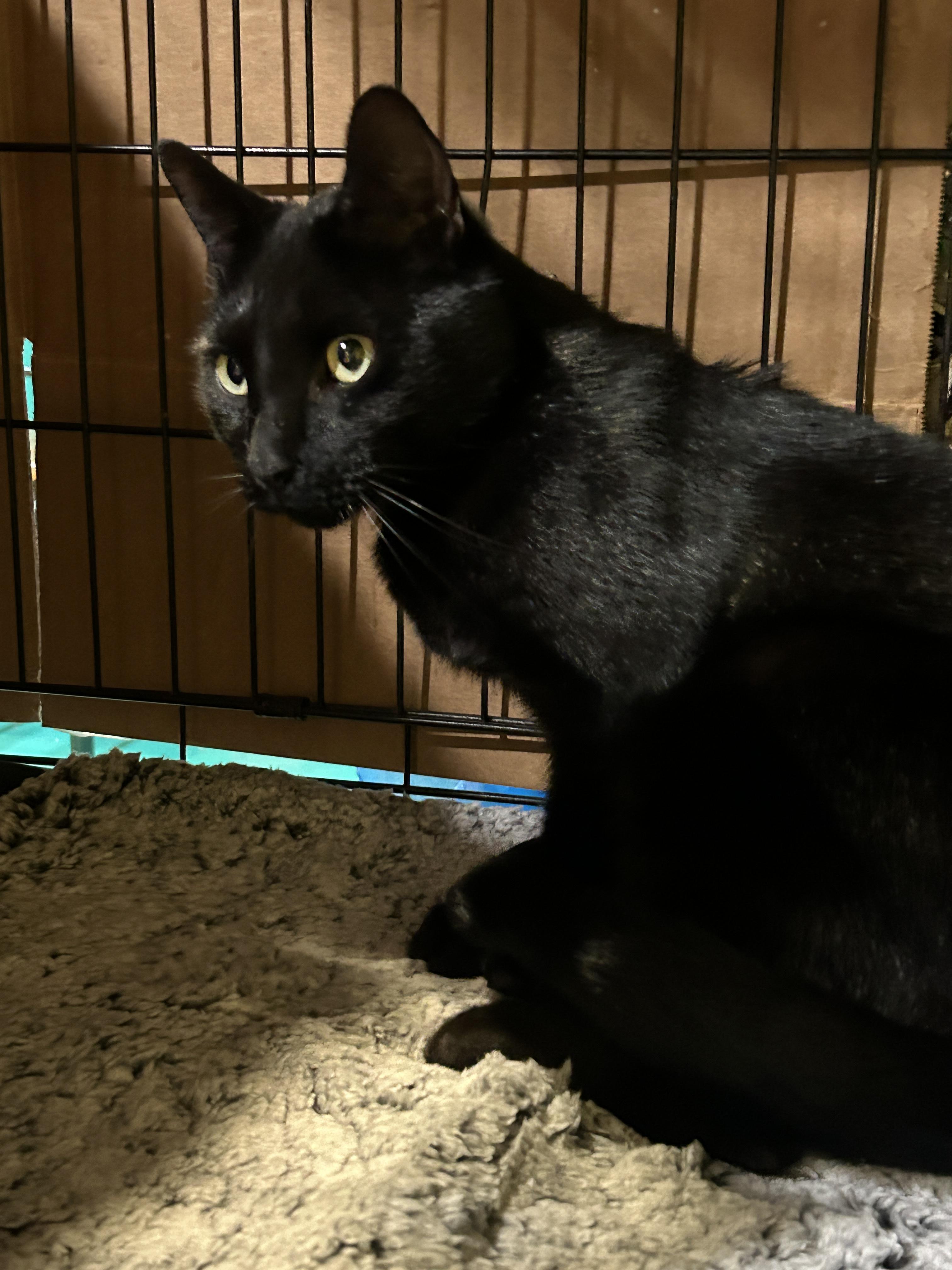 Obsidian, Adoptable, Adult Male Domestic Short Hair.
