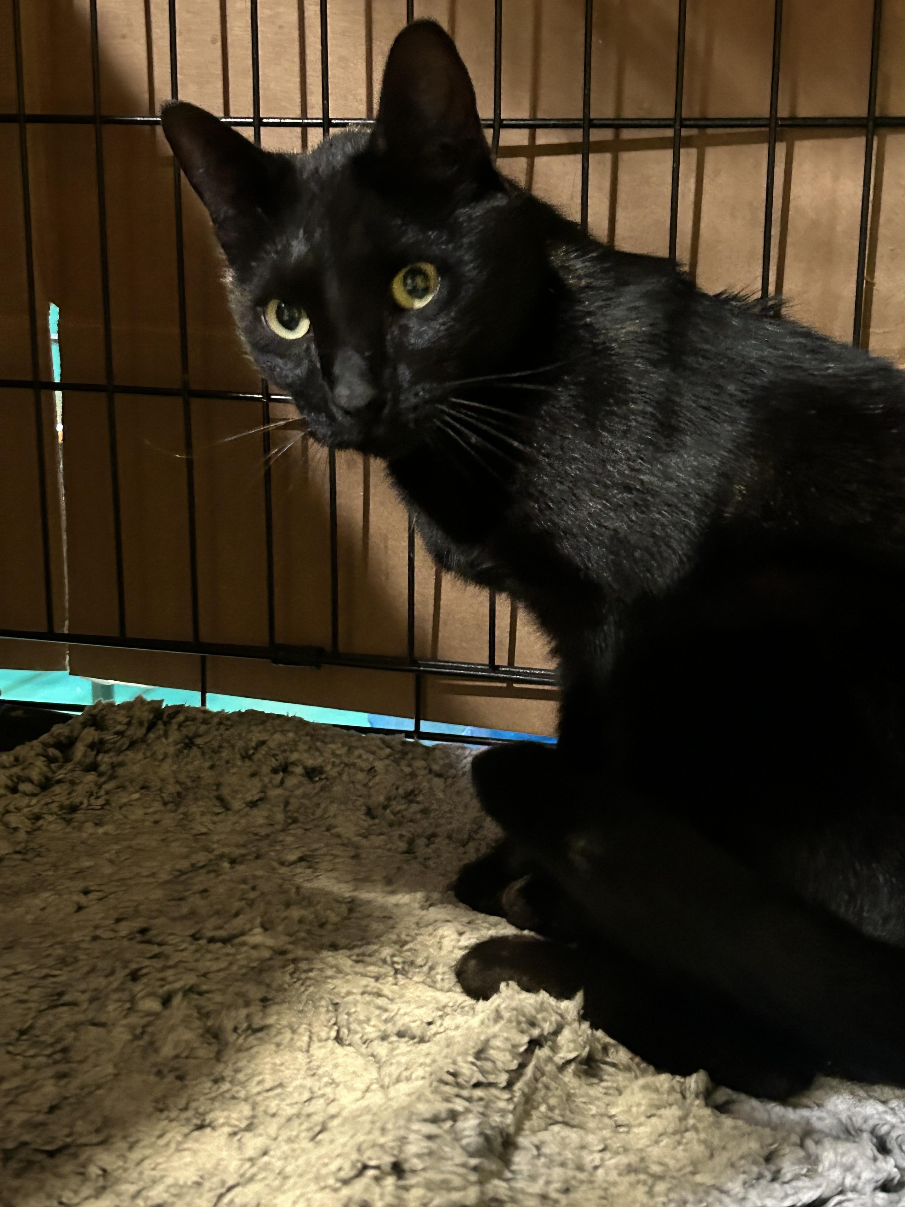 Enlarge Obsidian, a Adoptable Domestic Short Hair in Havertown, PA image 4/6