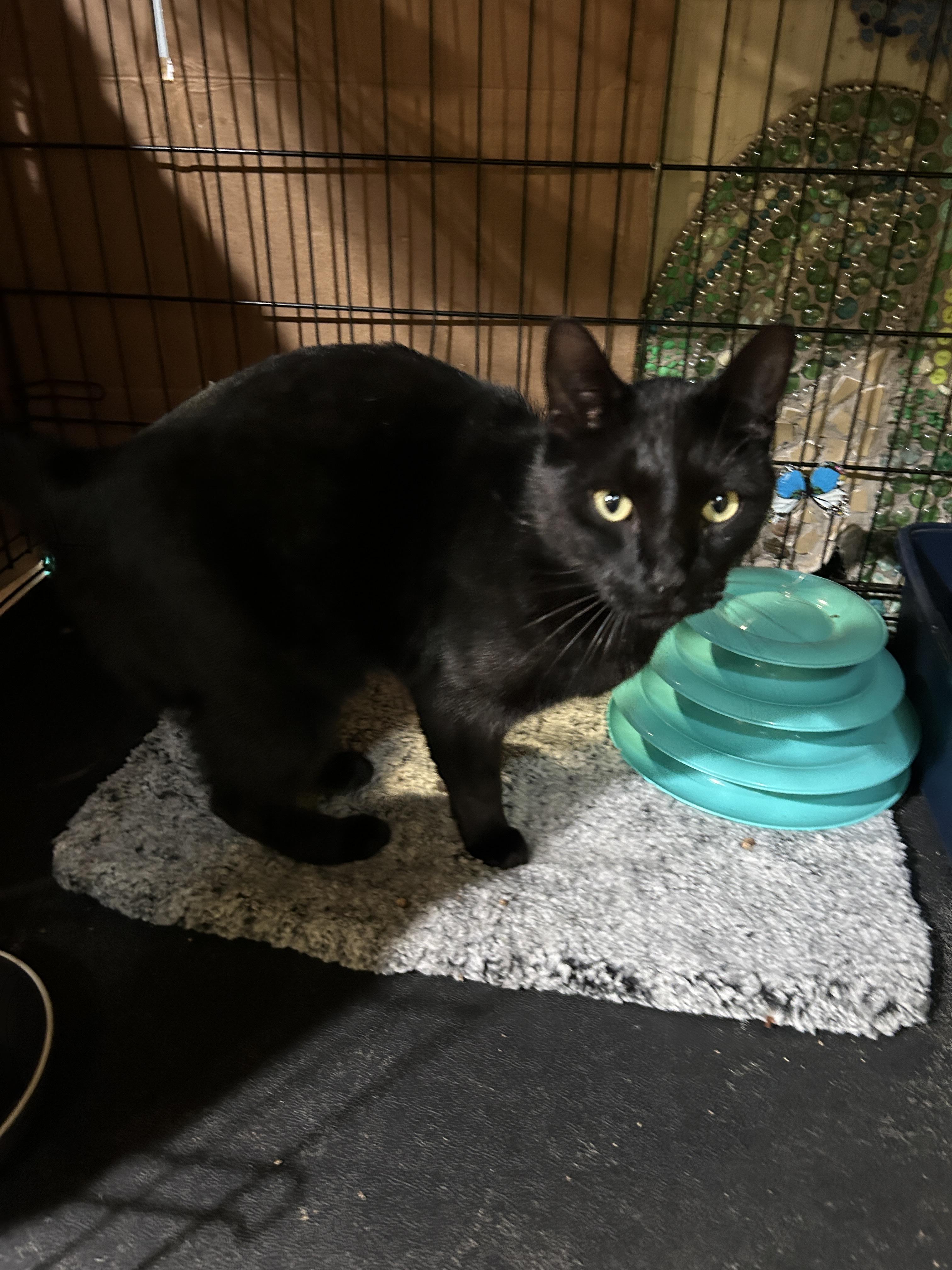 Enlarge Obsidian, a Adoptable Domestic Short Hair in Havertown, PA image 6/6