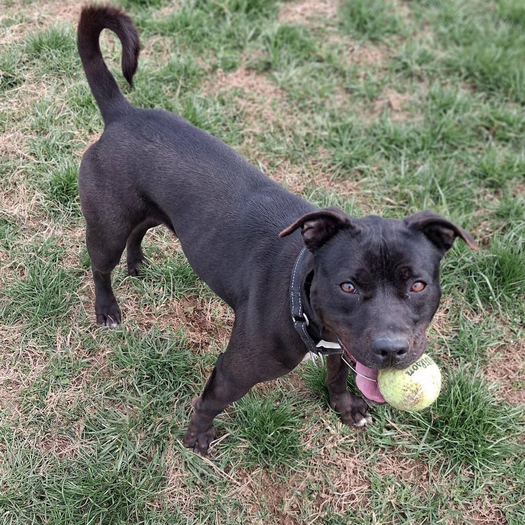 Eazy, Adoptable, Adult Female Black Labrador Retriever & Mixed Breed.