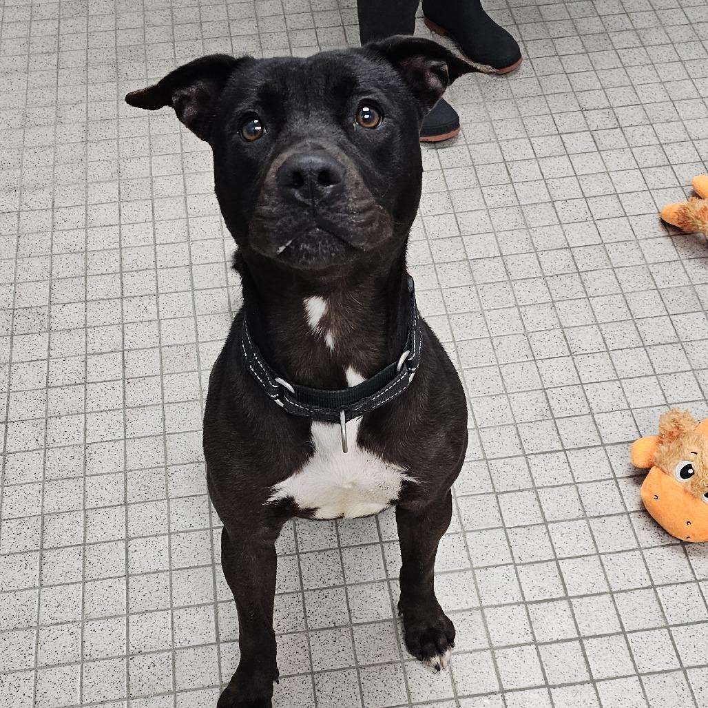 Eazy, Adoptable, Adult Female Black Labrador Retriever & Mixed Breed.