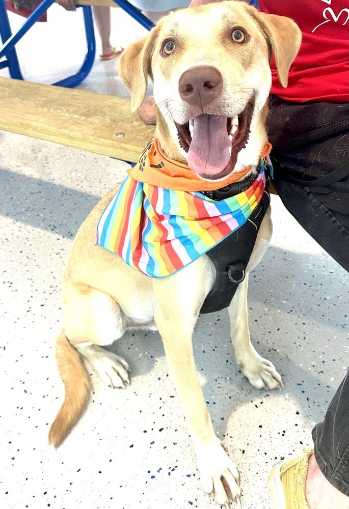 Ian, Adoptable, Young Male Labrador Retriever & Australian Cattle Dog / Blue Heeler.