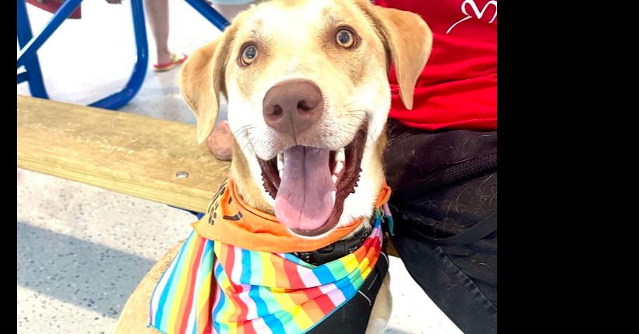 Enlarge Ian, a Adoptable mixed breed in Shawnee, OK image 1/6