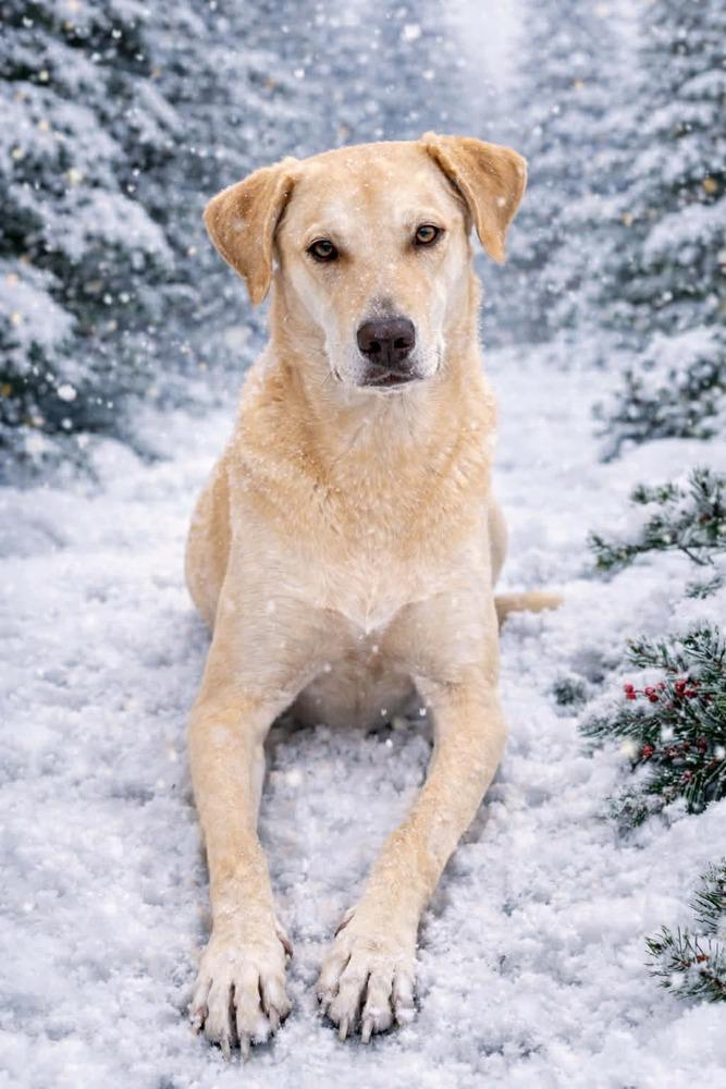 Enlarge Ian, a Adoptable mixed breed in Shawnee, OK image 2/6