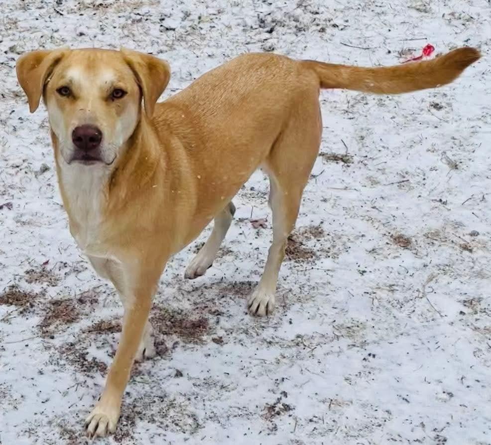 Enlarge Ian, a Adoptable mixed breed in Shawnee, OK image 3/6
