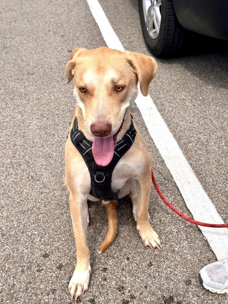 Enlarge Ian, a Adoptable mixed breed in Shawnee, OK image 4/6
