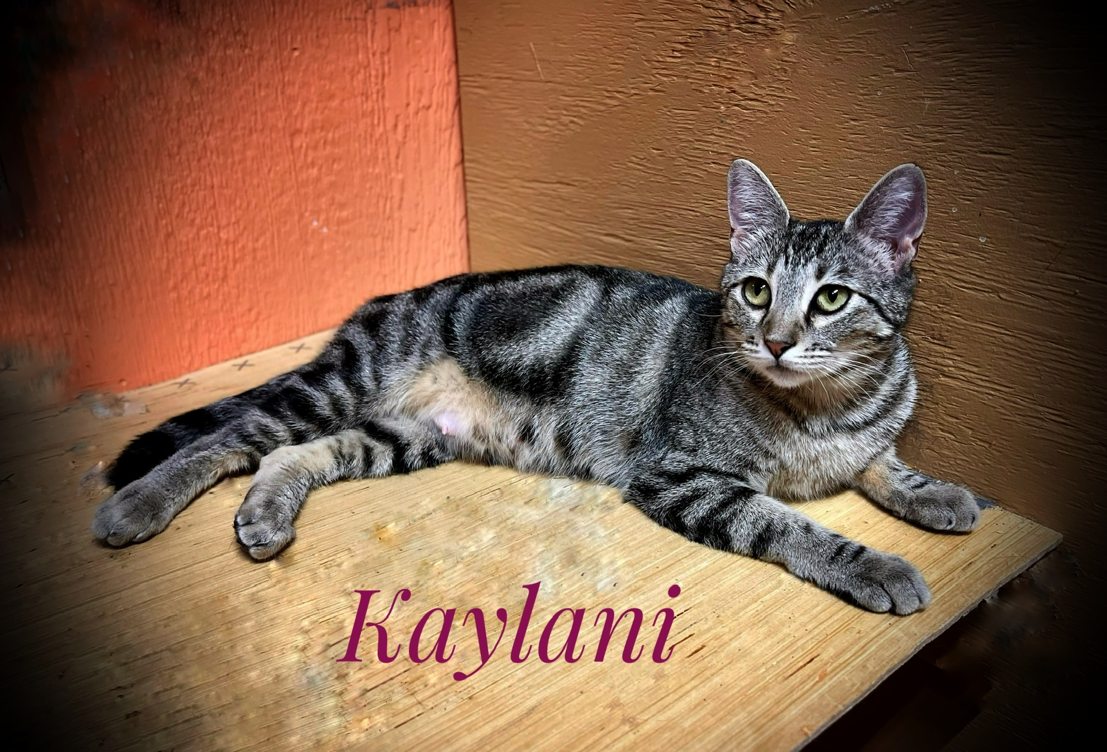 Cat for adoption Kaylani, a Domestic Short Hair in Tulsa, OK Petfinder