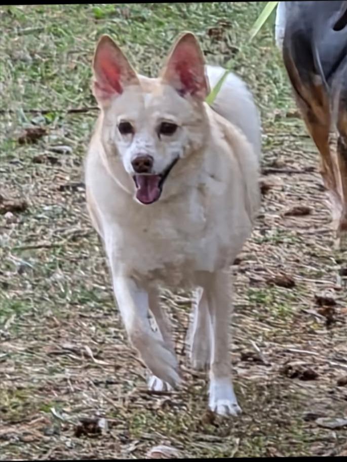 Tytis, Adoptable, Adult Male Chihuahua & Fox Terrier.