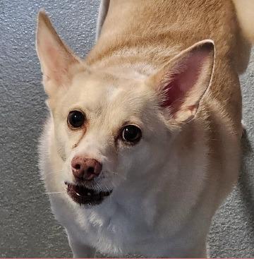 Enlarge Tytis, a Adoptable mixed breed in Thompson Falls, MT image 2/2