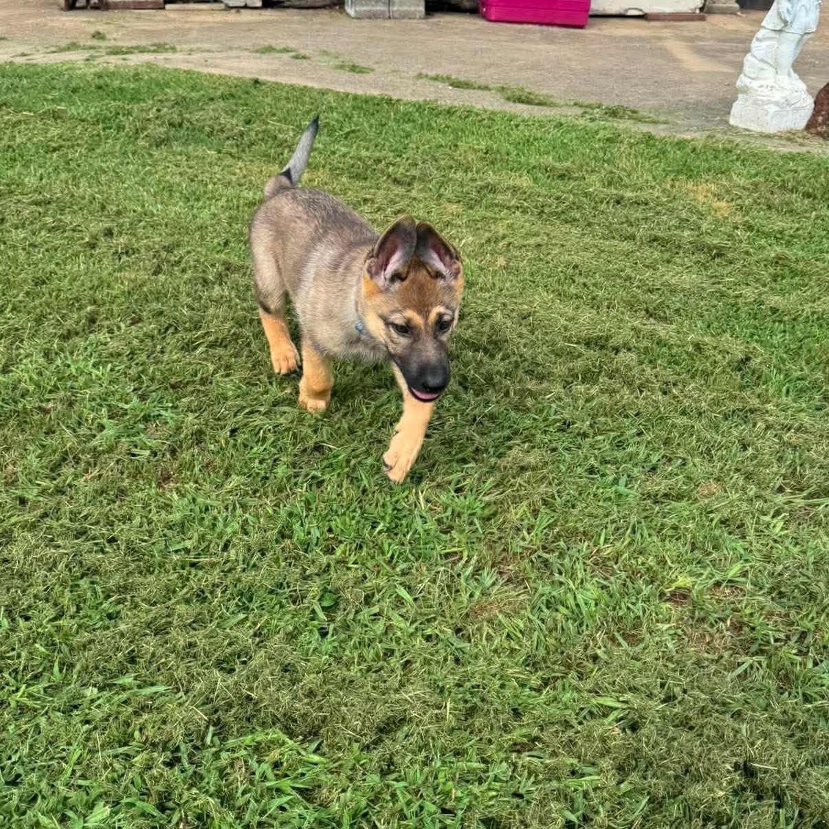 Mushu, an adopted German Shepherd Dog in Justin, TX image 3/6