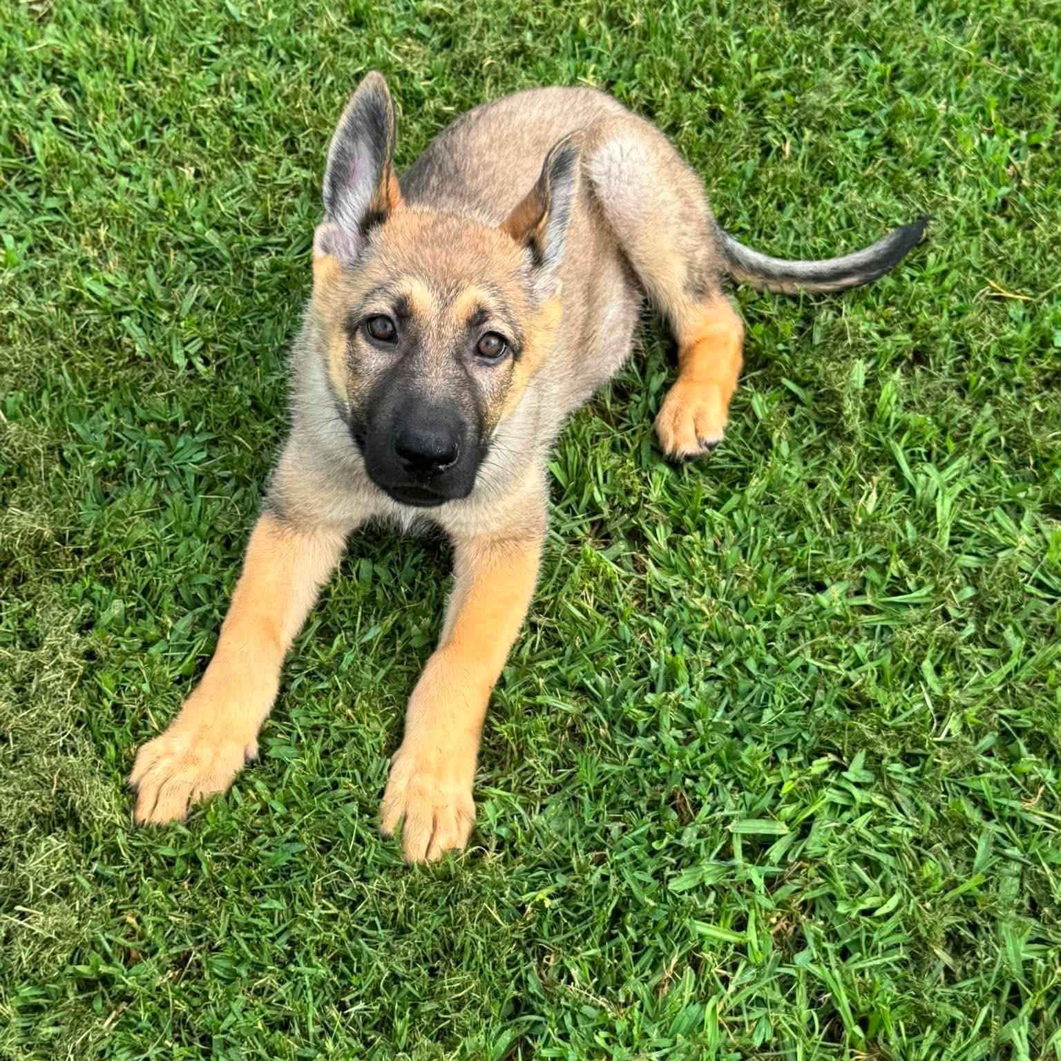 Mushu, an adopted German Shepherd Dog in Justin, TX image 2/6