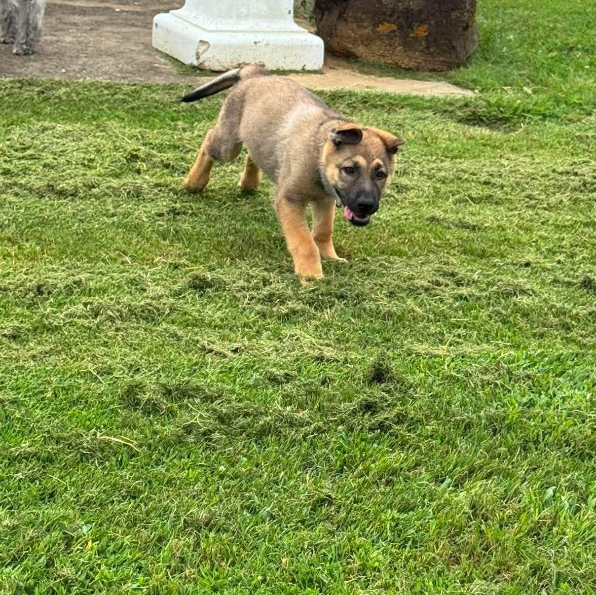 Mushu, an adopted German Shepherd Dog in Justin, TX image 4/6