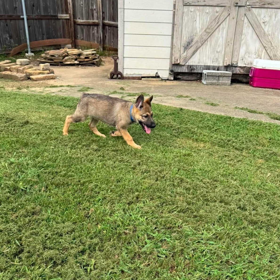 Mushu, an adopted German Shepherd Dog in Justin, TX image 5/6