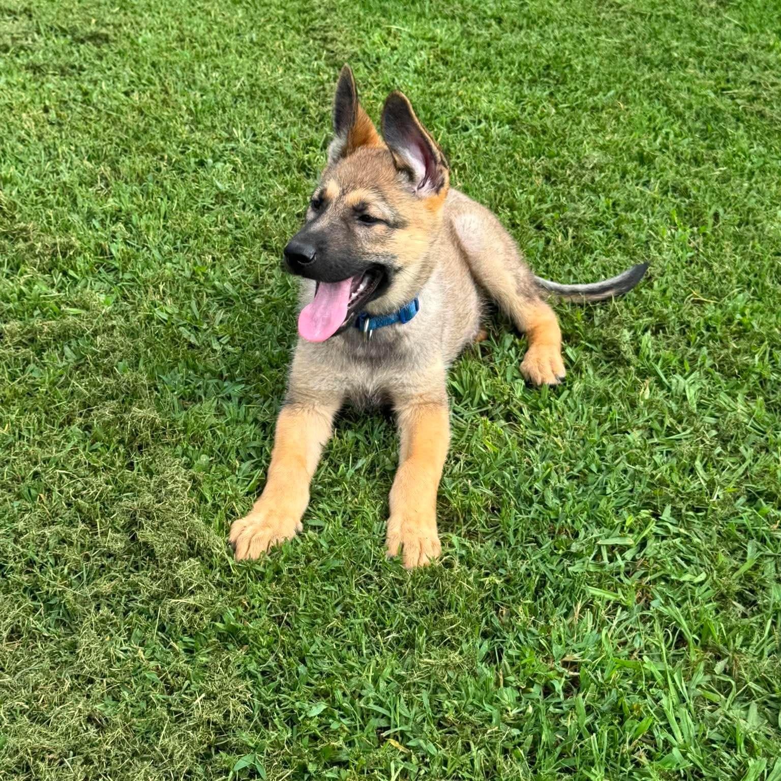 Mushu, an adopted German Shepherd Dog in Justin, TX image 1/6