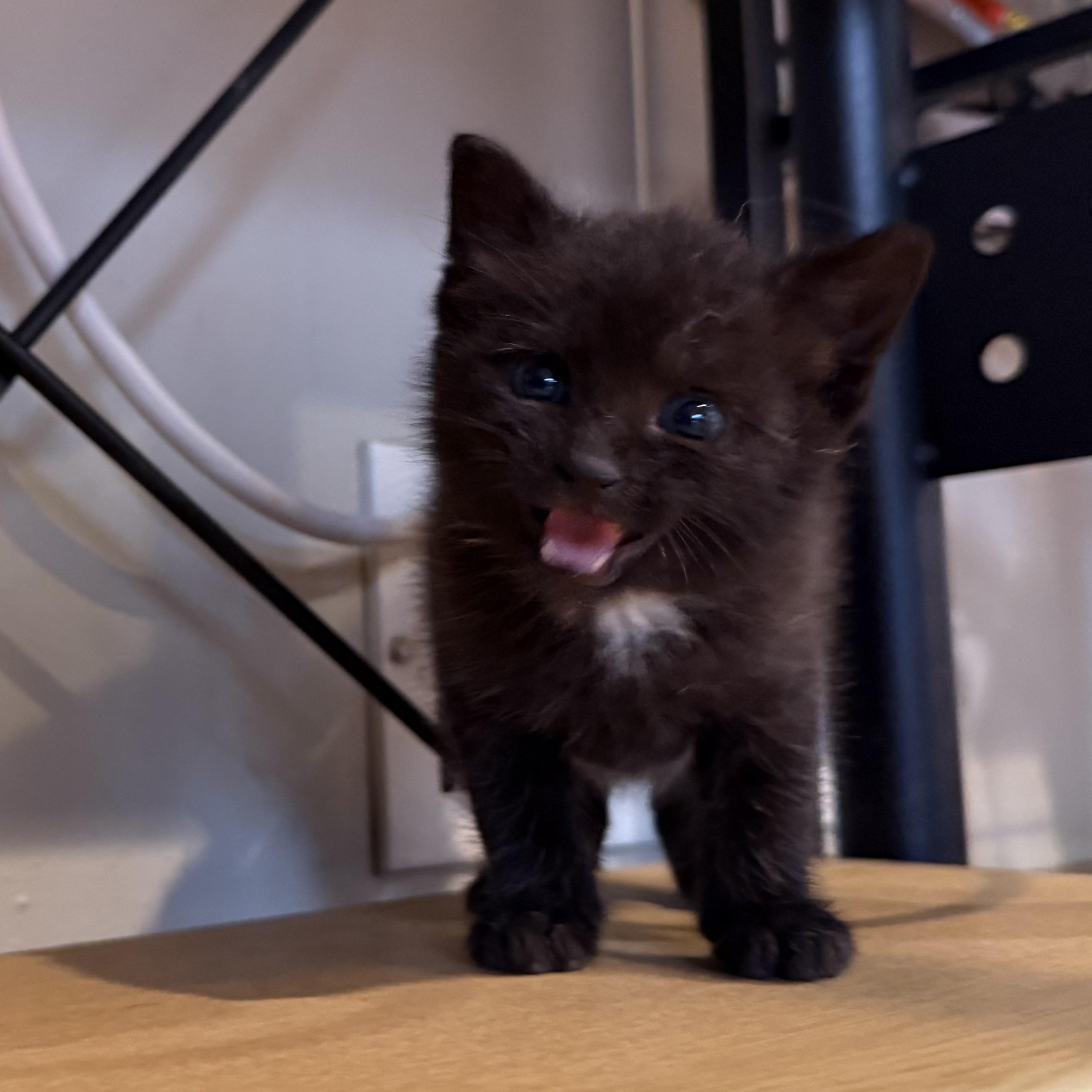 Frog, ADOPTABLE, Kitten Male Domestic Short Hair.