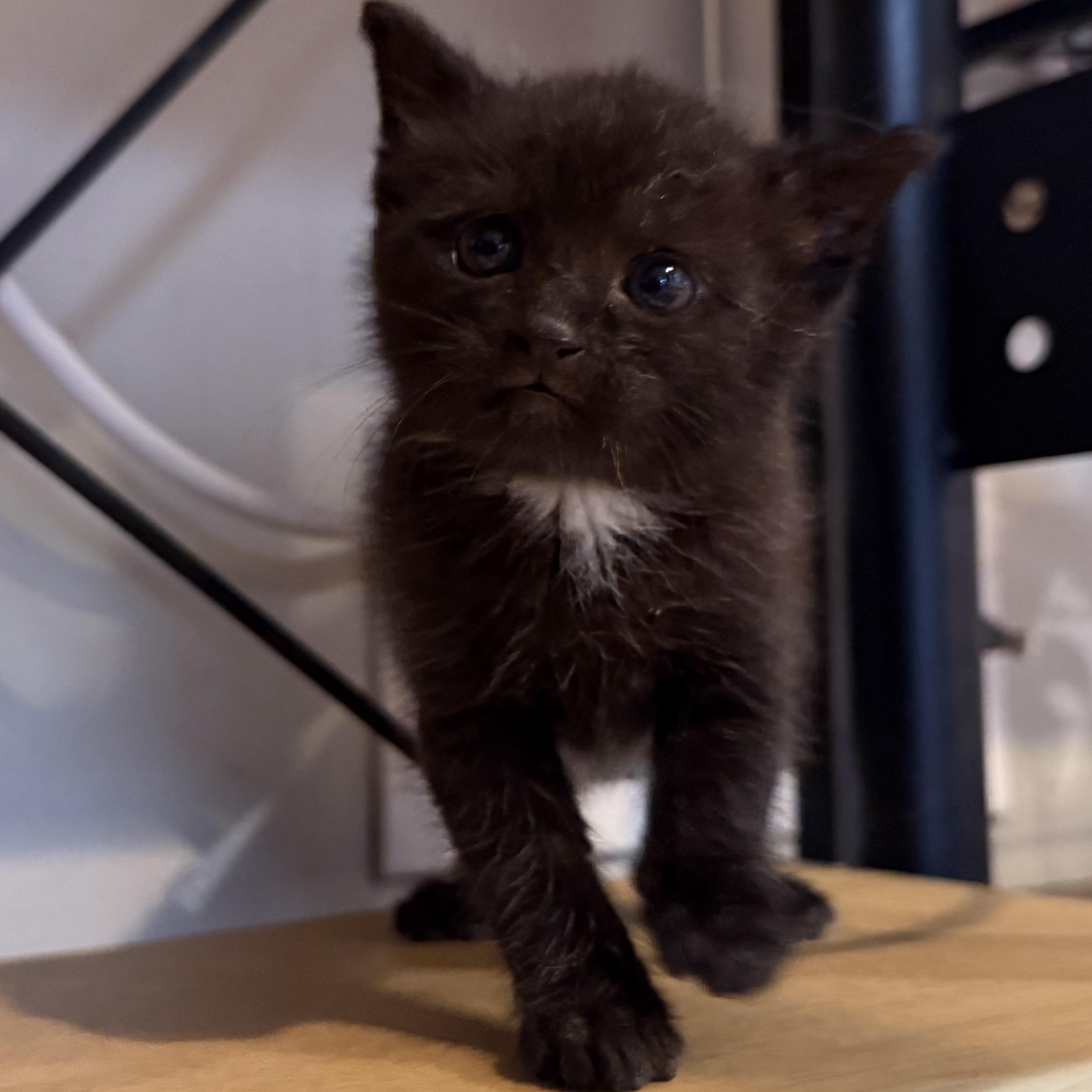 Enlarge Frog, a ADOPTABLE Domestic Short Hair in Medford, NJ image 3/5
