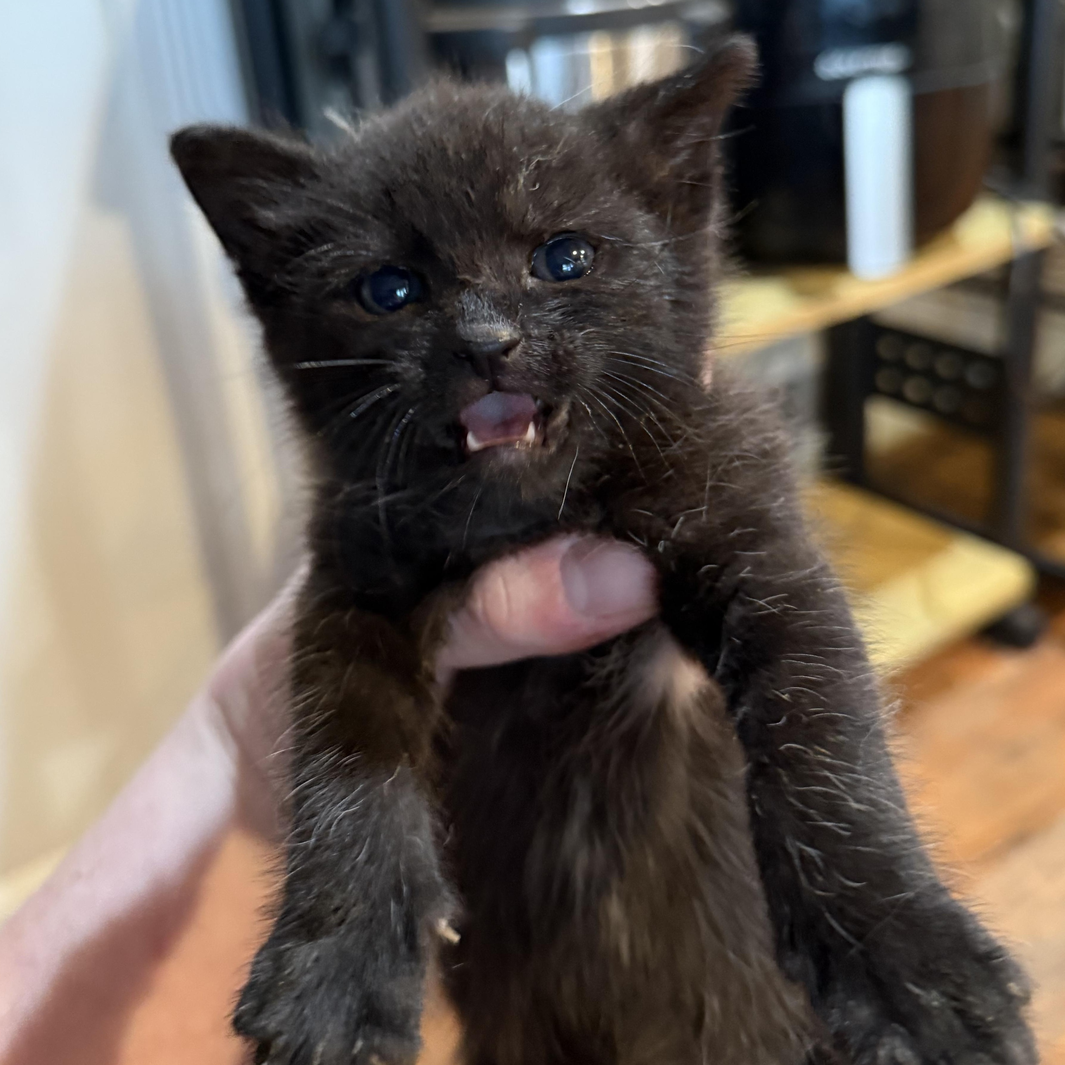 Enlarge Frog, a ADOPTABLE Domestic Short Hair in Medford, NJ image 2/5