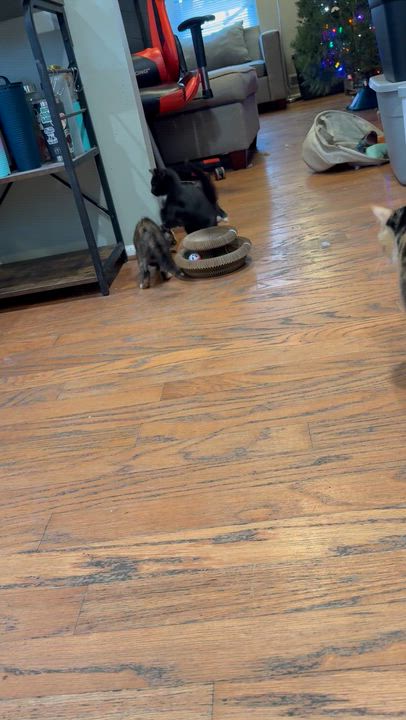 Enlarge Frog, a ADOPTABLE Domestic Short Hair in Medford, NJ video 4/5