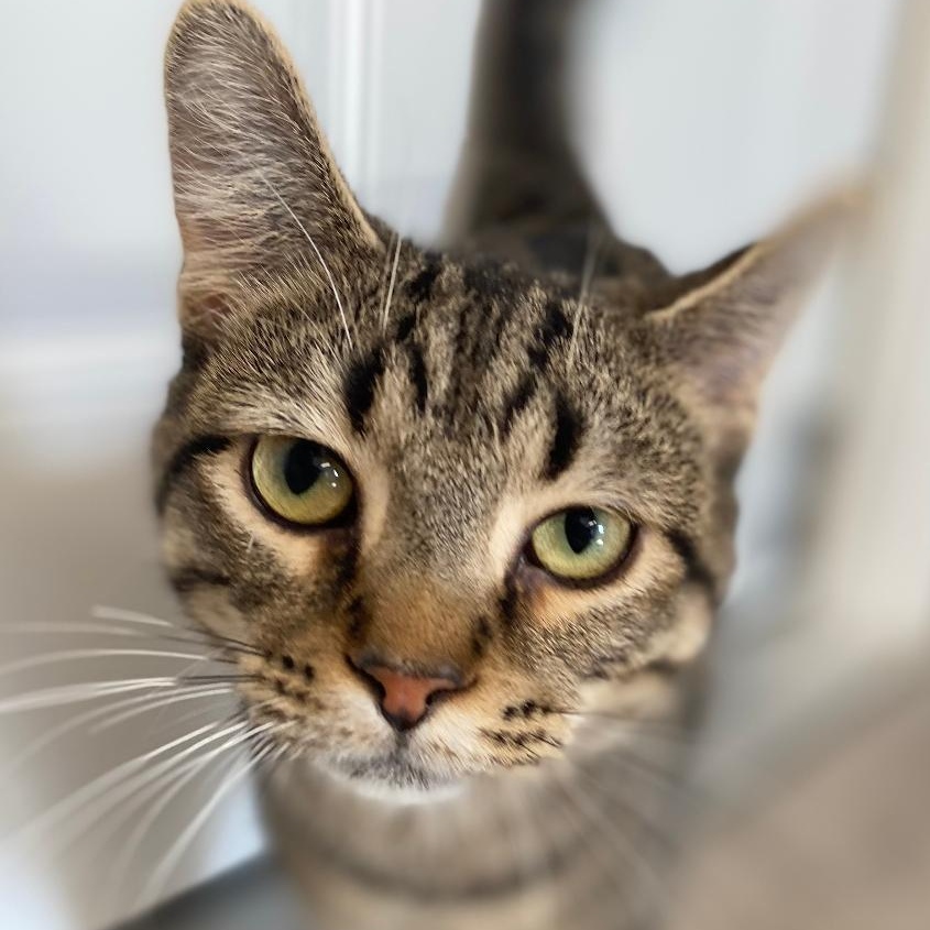 Enlarge Billy, an adopted Domestic Short Hair in Kankakee, IL image 2/4