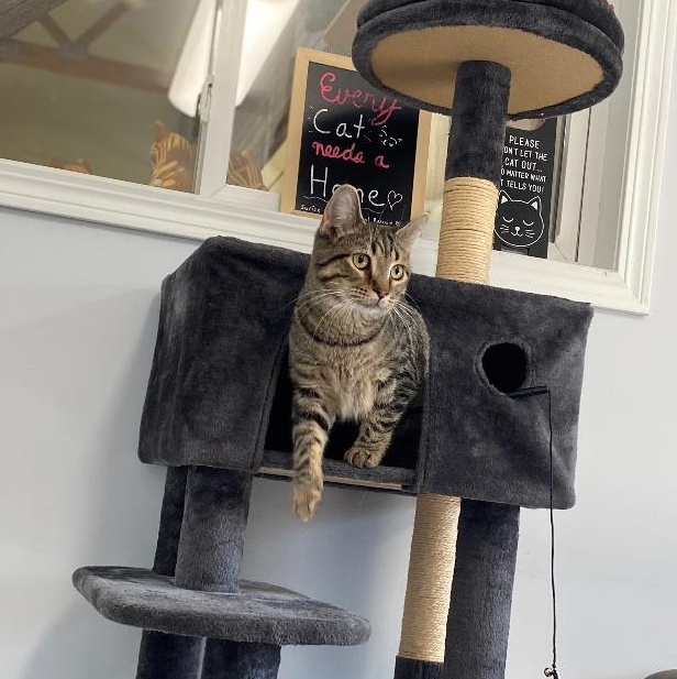 Enlarge Billy, an adopted Domestic Short Hair in Kankakee, IL image 1/4